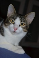 /album/macskajaj/received-964664836993251-jpeg/