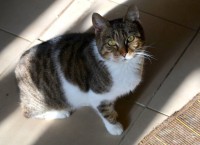 /album/macskajaj/a12301581-429361250605595-2188486164505872428-n-jpg/