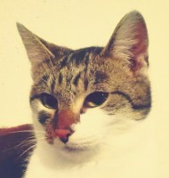 /album/macskajaj/img-20161128-103408-jpg/