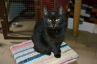 /album/macskajaj/a12273557-429362527272134-8162947625516519108-o-jpg/