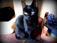 /album/macskajaj/a10451792-323235567884831-5831319193579632525-n-jpg/