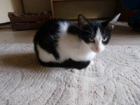 /album/macskajaj/fel3-jpg/