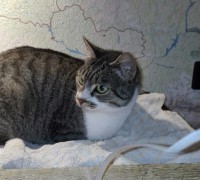 /album/macskajaj/img-20161127-185543-jpg/